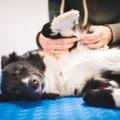 犬が大喜びする『マ…