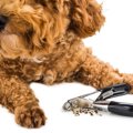 非常に危険！犬の爪…
