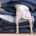 犬が『怖がっている…