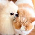 『猫に育てられた犬…