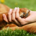 犬が『足を引きずっ…