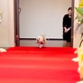 犬が結婚式で『リン…