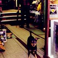 犬が鼻を鳴らすこと…