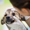 犬のものもらいとは…