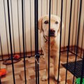 ペットホテルに預け…