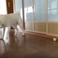 うほほーい！テニス…