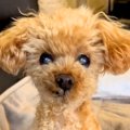 耳が遠い15歳の老犬…