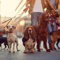 犬の『マイペース度…