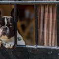 「犬、そして猫が生…