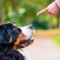 犬が『飼い主に懐か…