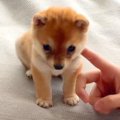 赤ちゃん犬が見せた…