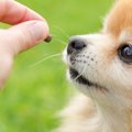 犬が一粒ずつドッグ…