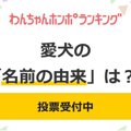【投票受付中】愛犬…
