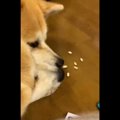 さすが秋田犬！鼻息…