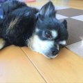 【獣医師執筆】愛犬…