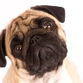 犬は『人の顔』を覚…