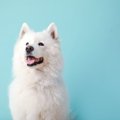 犬が夜泣きをする原…