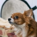 『ビビりな犬』の共…