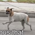 骨折したまま走る犬…