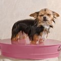 犬への過保護すぎるN…
