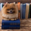 犬が『自律神経失調…