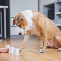 犬種ごとの認知能力…