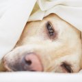 犬がうつ伏せでお尻…