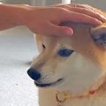 『パパの仕事がお休…