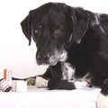 犬が乾燥剤を誤飲し…