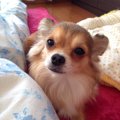 チワワが下痢しちゃ…