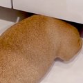 犬の姿が見当たらず…