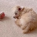 子犬がおもちゃで遊…