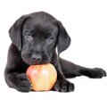 犬がりんごを食べて…