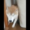 見えなくても素早く…