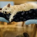 今では子育ての心の…
