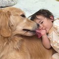 大型犬のことが大好…