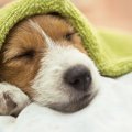 犬の『免疫力を上げ…