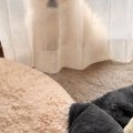 薄いカーテンの裏に…