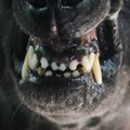 犬が飼い主に向かっ…