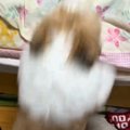 ベッドにジャンプし…