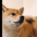 納豆が美味過ぎて『…