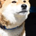 犬が震える原因とは