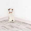 犬に「体罰」を行っ…