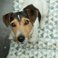 犬は飼い主の感情を…