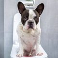 犬のウンチでわかる…
