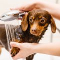 犬が苦痛に感じる『…