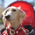 老犬が幸せに暮らす…