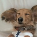 愛犬の食べムラと留…