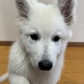 大型犬の赤ちゃんが…