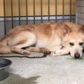 保健所に収容されて…